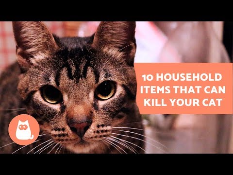 10 Household Items that can Kill your Cat