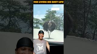 A happy ostrich seen living its best life 😅 #viral #funnyvideos