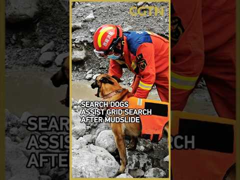 Search dogs assist grid-based search after mudslide