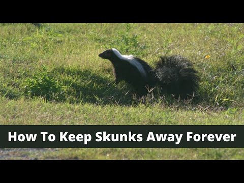 1st YouTube video about are skunks good to have around