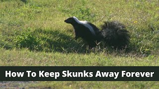 How To Keep Skunks Away For Good!