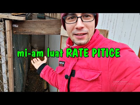 Country Life - I Bought White Dutch Dwarf Ducks + I Finished Renovating the Aviaries