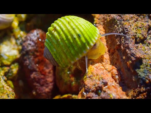 Sea Snail On Beach