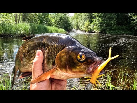 JOKIKALASTUSTA ÖTÖKKÄJIGILLÄ - KUMIT REVITÄÄN KÄSIIN - SUVANTO TÄYNNÄ NÄLKÄISTÄ KALAA