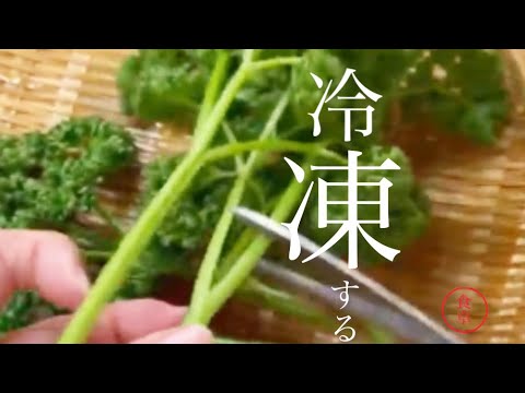 園芸 平葉パセリ