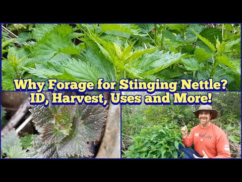 Why Are People So Interested in Stinging Nettle? - ID, Harvest, Edible and Medicinal Uses and More!