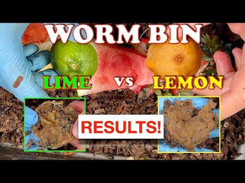 Lemon vs Lime after 12 Days In a Worm Bin  | Vermicompost Worm Farm