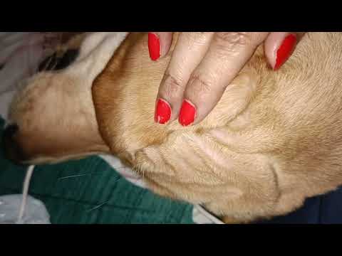 cute labrador Rubal flip ear#shorts #viral