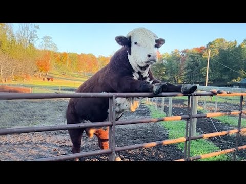 Funniest ANIMALS Videos 2025 That Will Blow Your Mind! 😂