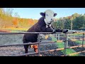 Funniest ANIMALS Videos 2025 That Will Blow Your Mind