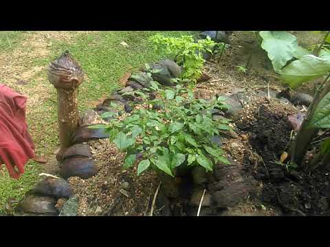 13 Perch Home Garden - Sri Lanka [ 2018 December 27] - Timeline 5