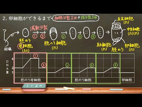 この図は、Agrobacterium tumefaciens による植物細胞の感染の段階を表しています。アグロバクテリウム細胞が植物細胞の隣に表示され、トランスフェクションのさまざまな段階が示されています。