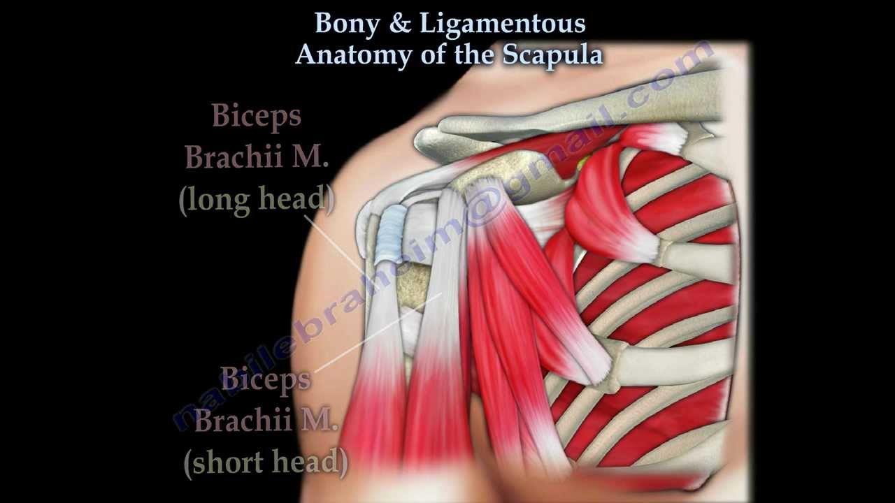 Bony & Ligmentous Anatomy Of The Scapula - Everything You Need To Know - Dr. Nabil Ebraheim - YouTube