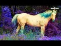 Laid Back - White Horse (Ida Corr Remix) 