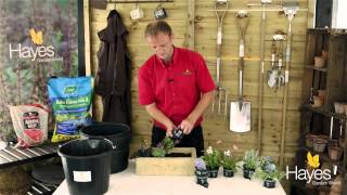 How to Plant An Alpine Trough | Hayes Garden World