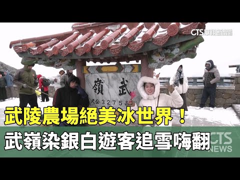 武陵農場絕美冰世界！　武嶺染銀白遊客追雪嗨翻