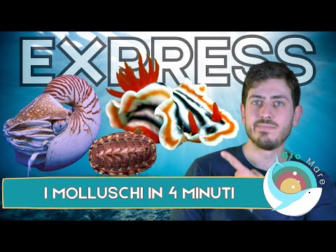 GASTEROPODI, BIVALVI, CEFALOPODI,CHITONI, SCAFOPODI: MOLLUSCHI IN 4 MINUTI-BIOMARE EXPRESS-SUB H2O