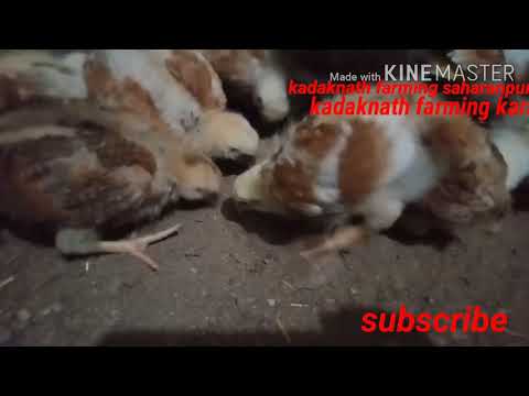 Ameraucana mix vanraja chicks