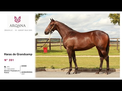 Arqana August Sale 2023 - N°391 - F. - Zarak x Almahroosa, présentée par le Haras De Grandcamp