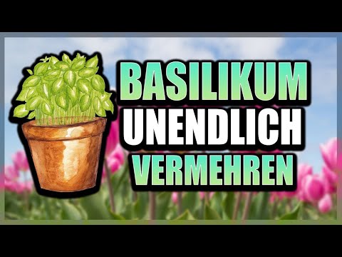 Basilikum Stecklinge – so einfach vermehrst du deine Pflanze 🌿   Gartentipp für frische Kräuter