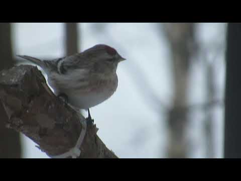 Arctic Redpoll. Neljän Tuulen Tupa, Finland.