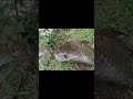 Treasure hunting found Snake head markings #treasure #shorts #virals
