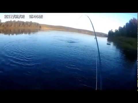 Kirjolohi Ounasjoelta