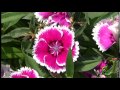 Pink and white edge beautiful and amazing flower ...