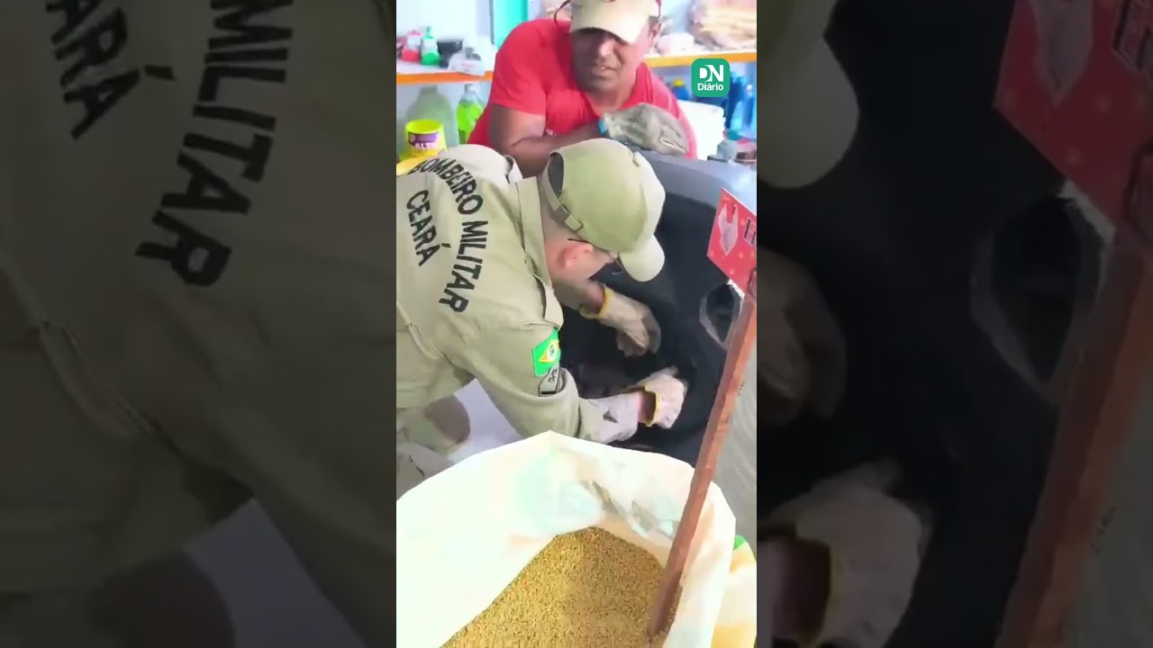 Imagem da notícia Jiboia é encontrada dentro de caixa de som em loja de ração em Aracati
