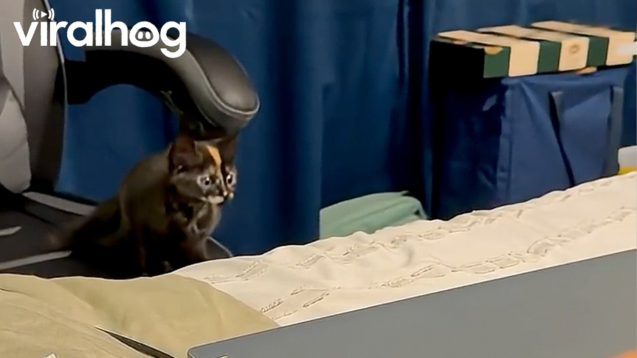 Kitten Jumps Around and Falls Off of Bed || ViralHog