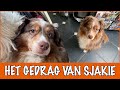 WAAROM DOEN MIJN HONDEN ZO GEK?! DEEL 2 | DierenpraatTV