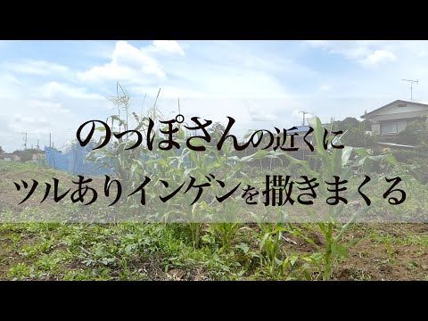 インゲン、インゲン 植物