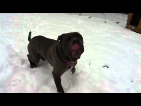 Razia de la Testa Rugosa 9 months old