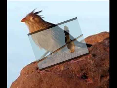 Piririta - Nicolás Caballero y Marcelo Rojas