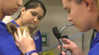 Introduction to Veterinary Technology Program/Department of Animal & Wildlife Sciences - (2016)