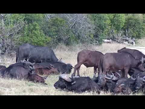 Djuma: Buffalo herd resting before eventually leaving down Central Road - 14:57 - 09/27/2022
