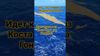 Что - то плавает в Карибском море #costarica #mscdivina #caribbean #umarkeyn #4k  #honduras #cruise