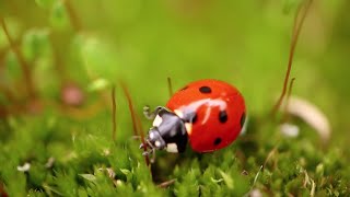 Mariehønen Evigglad m.Lars Stryg Band  Børnenes Sangskat vol 6