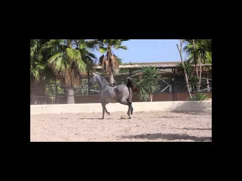 SIMONA BV (BV Pigmalion x Siewka)