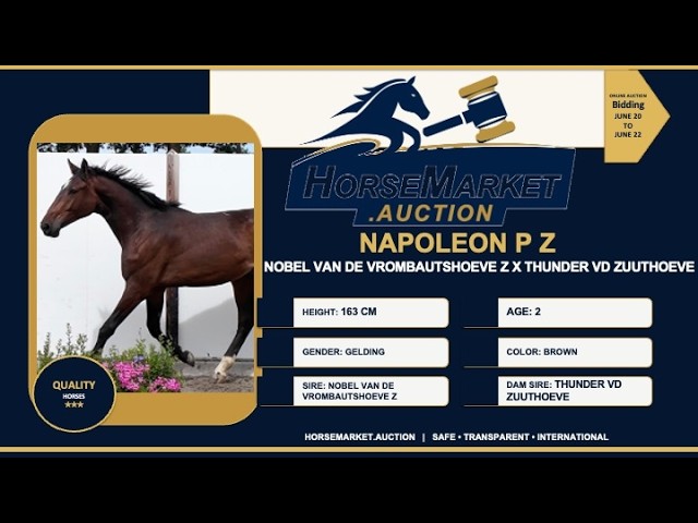 Napoleon P Z