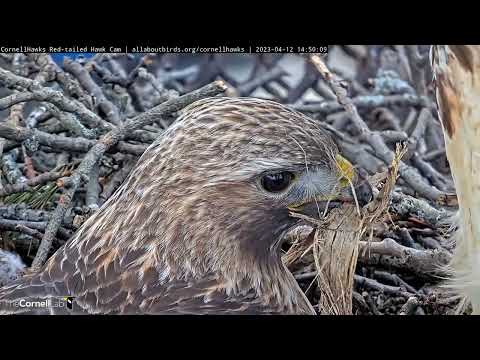Red-tailed Hawks Spruce Up The Nest During Incubation Swap | April 12, 2023
