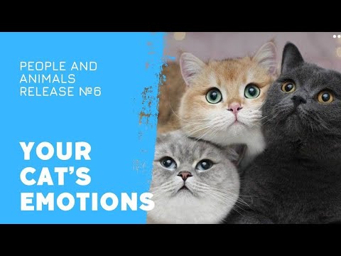 What feelings and emotions cats are capable of experiencing in the animal world - Cat TV