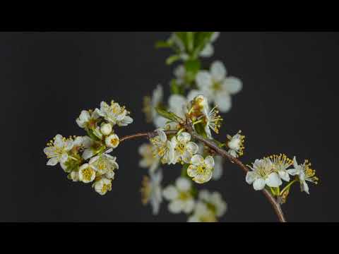 Staffan Carlén, Melanie Bell - I've Been Thinking of Ways to Leave You (Indie Pop, Folk)