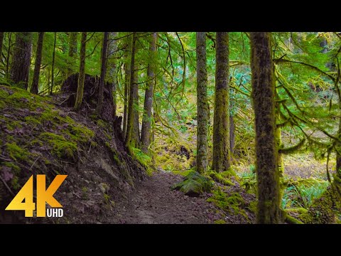 4K Virtual Hike through a Mystic Forest - Pratt River Trail - Scenic Walk (Music + Nature Sounds)