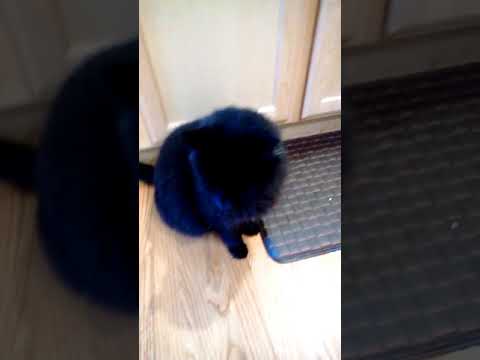 Our Siberian kitten & an indoor kitty is scared of the neighbors' outdoor black cat, part 2