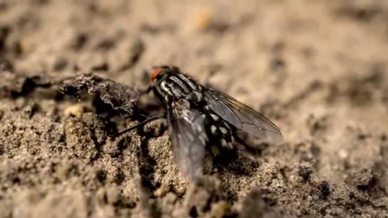 Объектив Sony E 30mm f/3.5 Macro