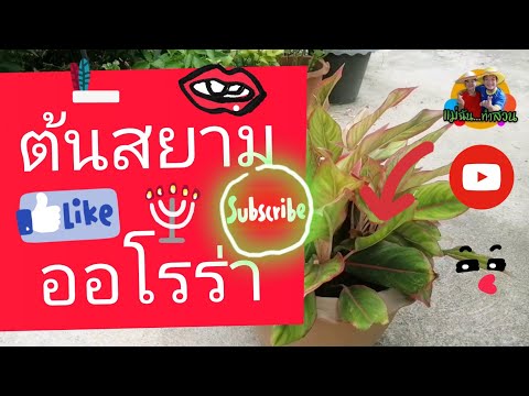 คลิกเพื่อดูคลิปวิดีโอ