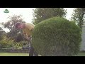 Shrubs Hedges Bushes Trim Services Cape Island Tree Service INC
