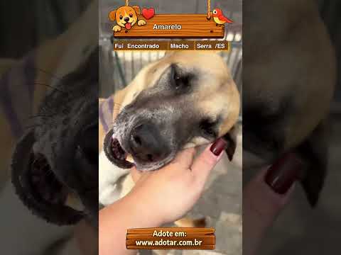 Vídeo de Amarelo