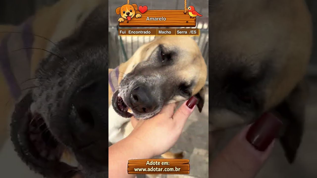 Cachorro raça SRD-ViraLata idade 1 ano nome Amarelo